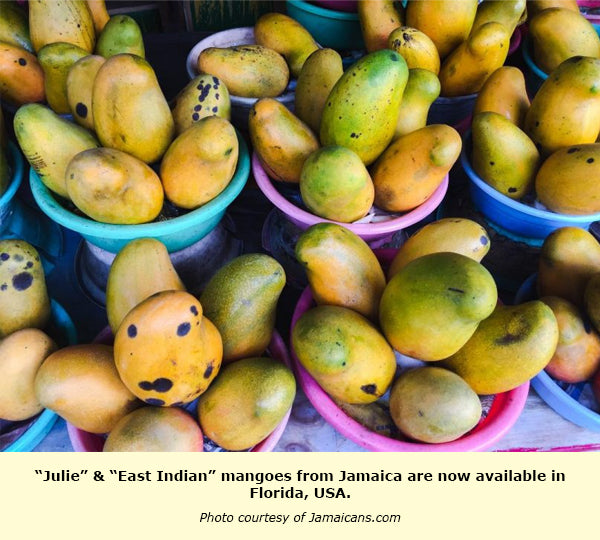 Jamaican Mango & Lime Island Oil, 8 OZ